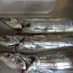 チヌと太刀魚。