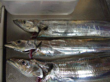 チヌと太刀魚。