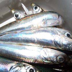 イワシを求めて。