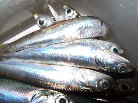 イワシを求めて。