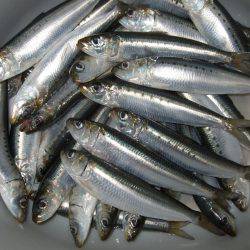 イワシ釣りなのかアジ釣りか