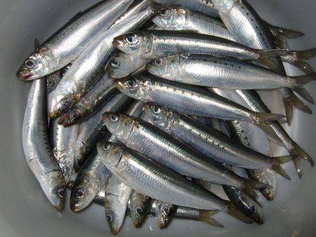 イワシ釣りなのかアジ釣りか