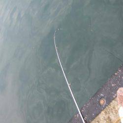 マイワシ　大漁！