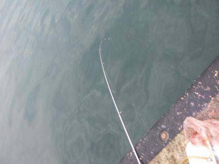 マイワシ　大漁！