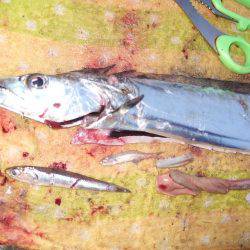 ドラゴン 再び。