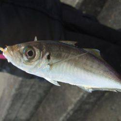 のんびりアジ釣り。いろいろ釣れました。