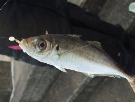 のんびりアジ釣り。いろいろ釣れました。