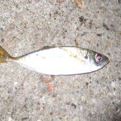 １投目からメバル！