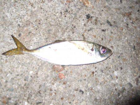 １投目からメバル！