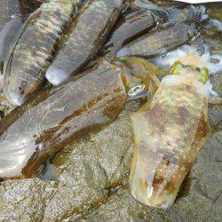 釣り日和、磯でアオリイカのヤエン釣り