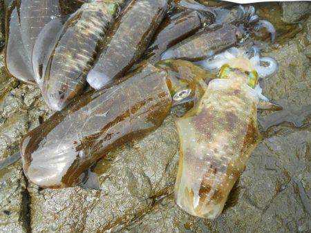 釣り日和、磯でアオリイカのヤエン釣り