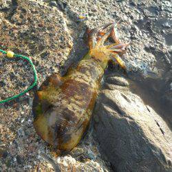 磯でアオリイカのヤエン釣り