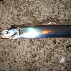 JHリグでタチウオ連発♪