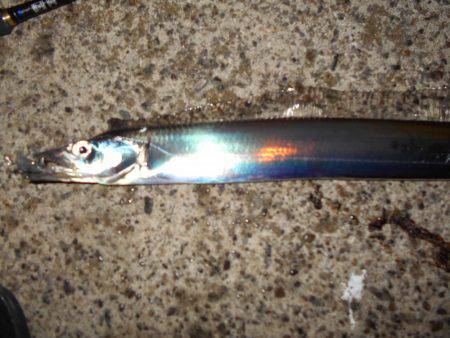 JHリグでタチウオ連発♪