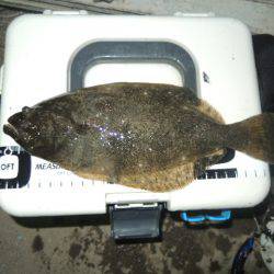 アジングで思わぬ外道