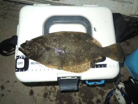 アジングで思わぬ外道