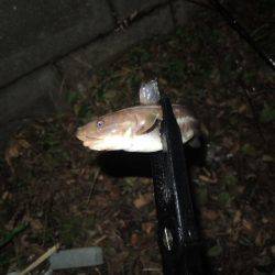 アタリはずれが大きくなってきました