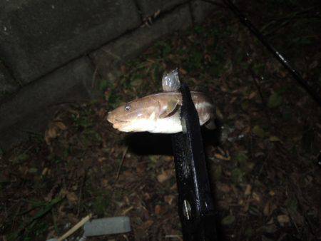 アタリはずれが大きくなってきました