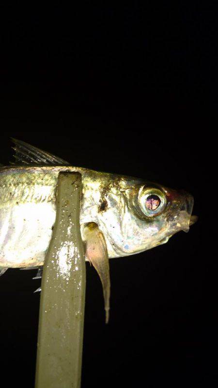 雨の中のアジング