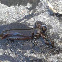 ヤエンで釣れました