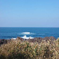 青物不発、グレ、アジ、メバルは高活性です。