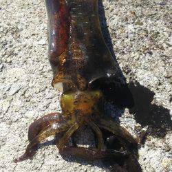 よく釣れました！