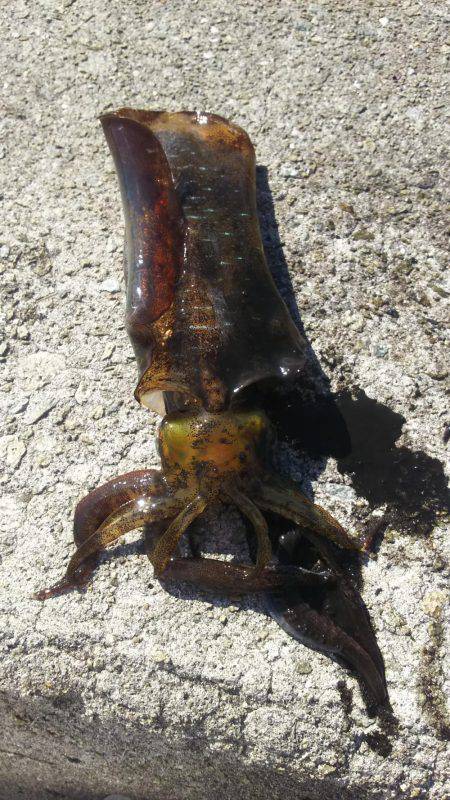 よく釣れました！