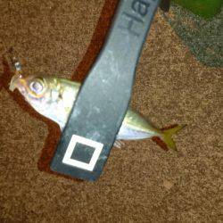 エギング時々アジング