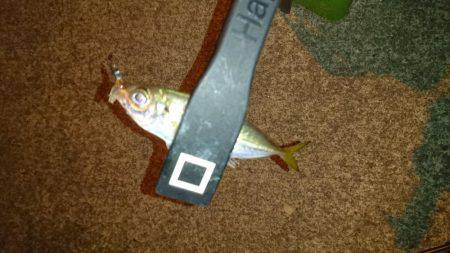 エギング時々アジング