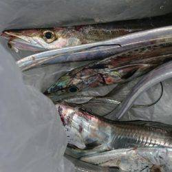 爆釣！小刀狩り