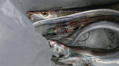 爆釣！小刀狩り