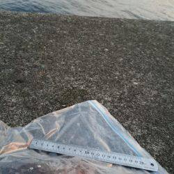 朝間づめ一時間勝負で。