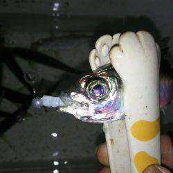 シビア？なアジング