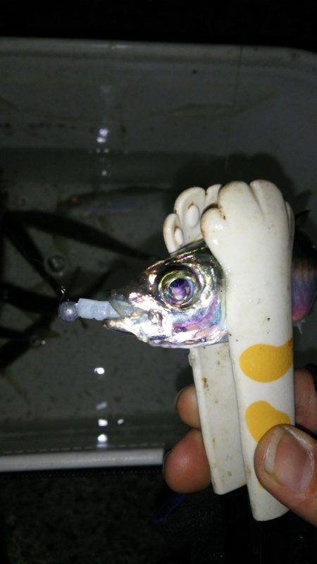 シビア？なアジング