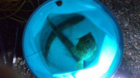 ライトショアジギング