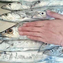 やっと数釣りできた ドラゴン 108cmも