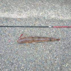 エギングロッドでデカエソ