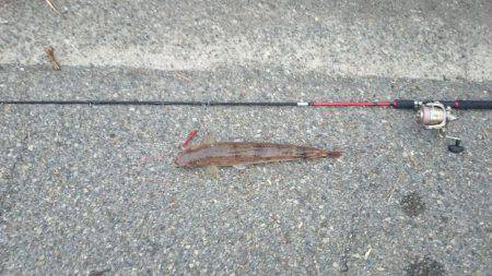 エギングロッドでデカエソ
