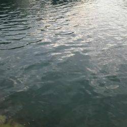 貝塚人工島水路にて太刀魚