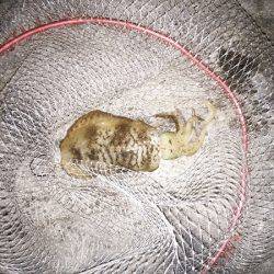 久しぶりのアオリ大漁