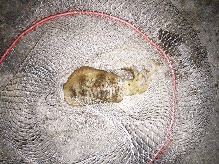 久しぶりのアオリ大漁