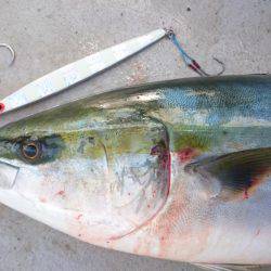 アルバトロス、朝から青物ラッシュ