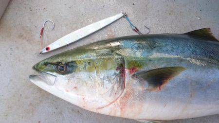 アルバトロス、朝から青物ラッシュ