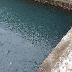 貸し切り爆釣！