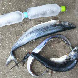 本荘人工島でサゴシ