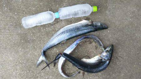 本荘人工島でサゴシ