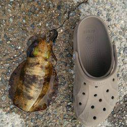 やる気はあるものの