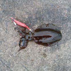 数は釣れたけど型が・・・