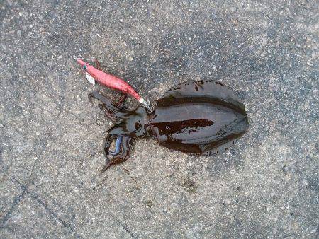 数は釣れたけど型が・・・