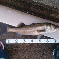 スズキくんとメジロさん仲良く良くほぼ同寸